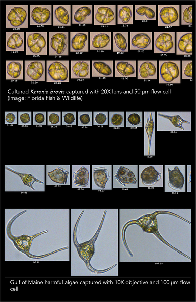 Мониторинг вредоносного цветения водорослей - Fluid Imaging